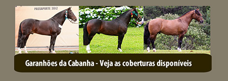 Cabanha Dona Branca - Cavalos Crioulos - CORINGA DA DONA BRANCA Picasso frente  aberta Nascido 13/09/2013 SBB: B418253 RP:17 Para adquirir o cavalo  contate: (54)98115-9347